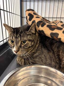 Sariah -  Domestic Short Hair Cat for Adoption in Rock Springs, Wyoming - Sariah | PetCurious