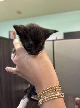 Klondike -  Domestic Short Hair Cat for Adoption in Mobile, Alabama - Klondike | PetCurious