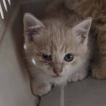 Flicker C12402 -  Domestic Medium Hair Cat for Adoption - Flicker C12402 | PetCurious