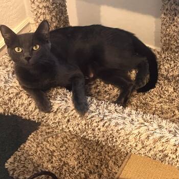 Rescue Domestic Short Hair and Russian Blue Cats for Adoption in Prescott, Arizona - Marguerite | PetCurious