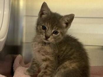 KUKLA -  Domestic Short Hair Cat for Adoption in Palo Alto, California - KUKLA | PetCurious