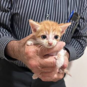 Rescue Domestic Short Hair Cats for Adoption in Madison, Wisconsin - Jake Ballard | PetCurious