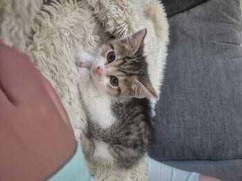 Emily -  Domestic Short Hair Cat for Adoption in Fruit Heights, Utah - Emily | PetCurious