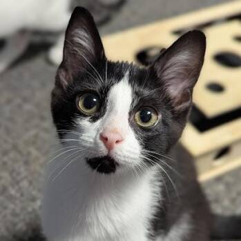 Inkblot -  Domestic Short Hair Cat for Adoption in Shippenville, Pennsylvania - Inkblot | PetCurious