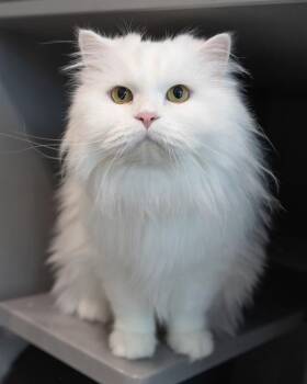 Persian Cats Available for Adoption in Leesburg, Virginia - DRAGON | PetCurious