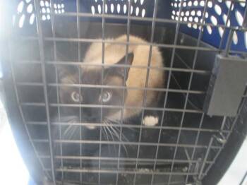 GRUMPY -  Siamese Cat for Adoption in Ocala, Florida - GRUMPY | PetCurious