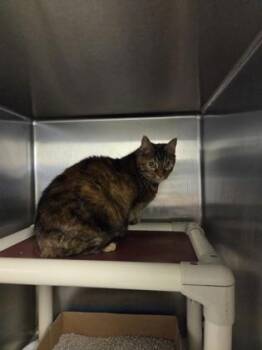 Baby -  Domestic Short Hair Cat for Adoption in Fallston, Maryland - Baby | PetCurious