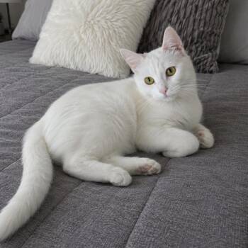 Mia - Wow Beautiful -  Domestic Short Hair Cat for Adoption in Wyandotte, Michigan - Mia - Wow Beautiful | PetCurious
