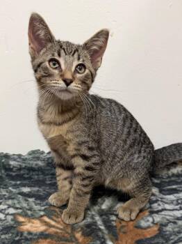 Hansel -  Domestic Short Hair Cat for Adoption in Amery, Wisconsin - Hansel | PetCurious