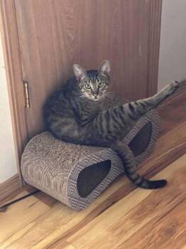 Milk Tea -  Domestic Short Hair Cat for Adoption in Bellevue, Washington - Milk Tea | PetCurious