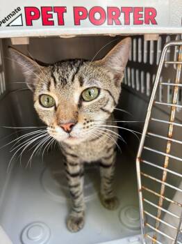 Archie -  Domestic Short Hair Cat for Adoption in Bossier City, Louisiana - Archie | PetCurious