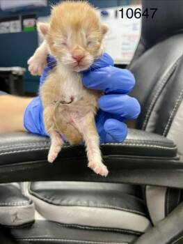 10647 -  American Shorthair Cat for Adoption in Victorville, California - 10647 | PetCurious