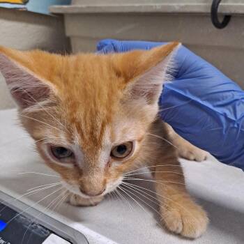 Terri -  Domestic Medium Hair Cat for Adoption in Milton, Florida - Terri | PetCurious