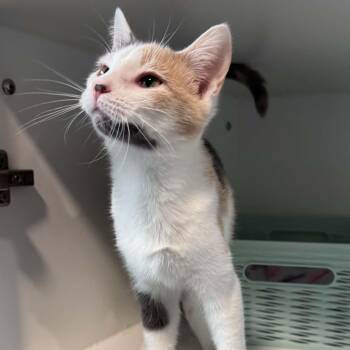 Ellie -  American Shorthair Cat for Adoption in Bethel, Connecticut - Ellie | PetCurious