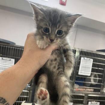 Sox -  Domestic Short Hair Cat for Adoption in Port Charlotte, Florida - Sox | PetCurious