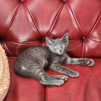 Manfred von Karma -  Tabby Cat for Adoption in Woodinville, Washington - Manfred Von Karma | PetCurious