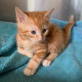 Jasmine 2 -  Domestic Short Hair Cat for Adoption in Cumming, Georgia - Jasmine 2 | PetCurious