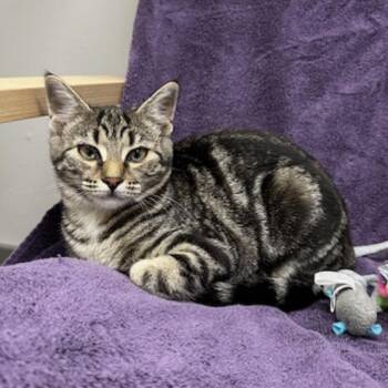 Rescue Domestic Short Hair Cats for Adoption in Renton, Washington - Jasmine | PetCurious