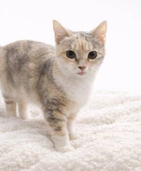 Domestic Short Hair Cats Available for Adoption - Maizey | PetCurious