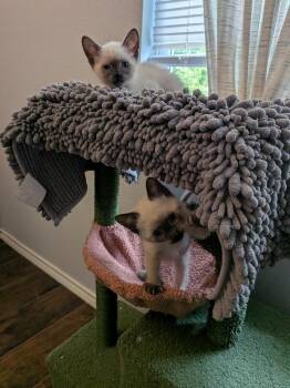 Cheesy Gordita Crunch -  Siamese and Domestic Short Hair Cat for Adoption in Dallas, Texas - Cheesy Gordita Crunch | PetCurious