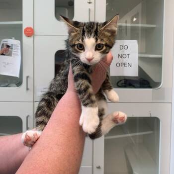 Cory -  Domestic Medium Hair Cat for Adoption in Jasper, Indiana - Cory | PetCurious