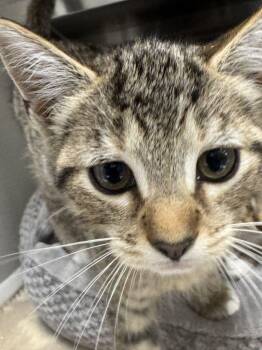 Betsy -  Domestic Short Hair Cat for Adoption in Hilton Head Island, South Carolina - Betsy | PetCurious