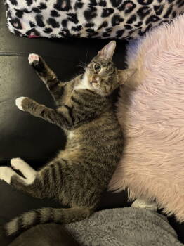 Rescue Domestic Short Hair Cats for Adoption in Walled Lake, Michigan - Cheyann | PetCurious