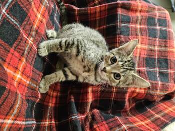 Smudge -  Domestic Short Hair Cat for Adoption in Diamond Springs, California - Smudge | PetCurious