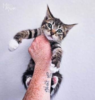 Quasar -  Domestic Short Hair Cat for Adoption in Spokane, Washington - Quasar | PetCurious