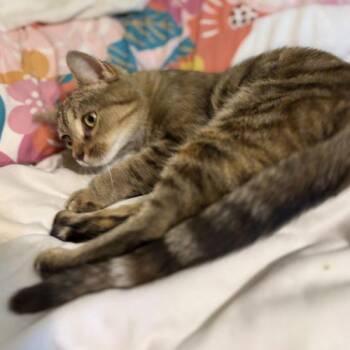 Girly Girl -  Tabby and Domestic Short Hair Cat for Adoption in Knoxville, Tennessee - Girly Girl | PetCurious