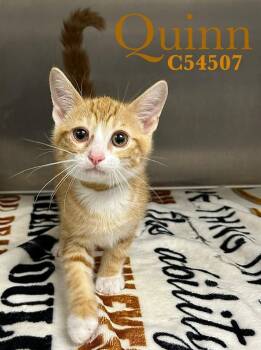 Domestic Short Hair Cats Available for Adoption in Clarksville, Tennessee - Quinn (brown Collar) | PetCurious