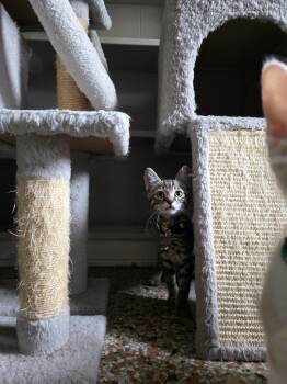 Vlad -  Domestic Short Hair Cat for Adoption in Maitland, Florida - Vlad | PetCurious