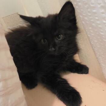 The Fluffinator -  Domestic Medium Hair Cat for Adoption in Melrose, Florida - The Fluffinator | PetCurious
