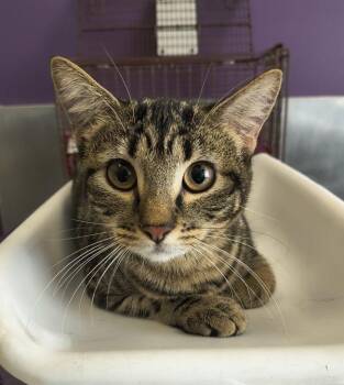 *Maisie* -  Domestic Short Hair Cat for Adoption in Salt Lake City, Utah - *Maisie* | PetCurious
