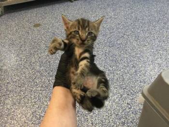 Domestic Short Hair Cats Available for Adoption in Thousand Palms, California - A1913293 | PetCurious