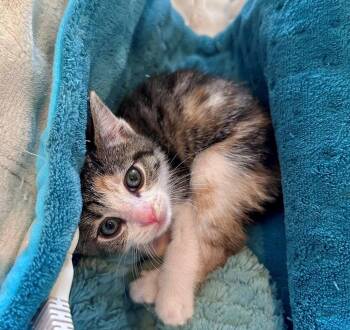 Penny -  Domestic Short Hair Cat Available for Adoption in Candler, North Carolina - Penny | PetCurious