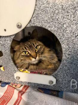 Mars -  Domestic Long Hair and Domestic Short Hair Cat for Adoption in Daytona Beach, Florida - Mars | PetCurious