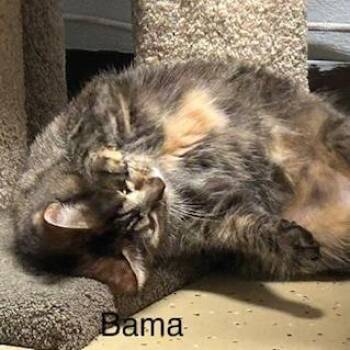 Bama -  Domestic Short Hair Cat for Adoption in Fargo, North Dakota - Bama | PetCurious