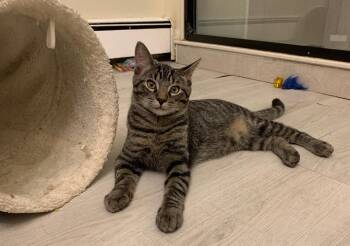 Rescue Domestic Short Hair Cats for Adoption in Chicago Ridge, Illinois - Jackson (Bonded With Skye) | PetCurious