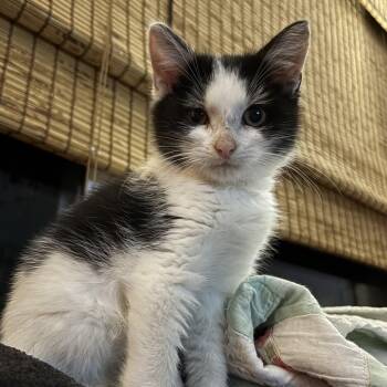 Rescue Domestic Short Hair Cats for Adoption in Troy, Illinois - Crouton | PetCurious