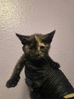 61188656 -  Domestic Short Hair Cat for Adoption in El Paso, Texas - 61188656 | PetCurious