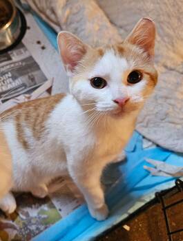 Curly -  Domestic Short Hair Cat for Adoption in Seven Valleys, Pennsylvania - Curly | PetCurious