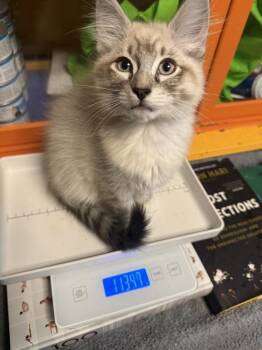 Cream Puff -  Domestic Medium Hair Cat for Adoption - Cream Puff | PetCurious