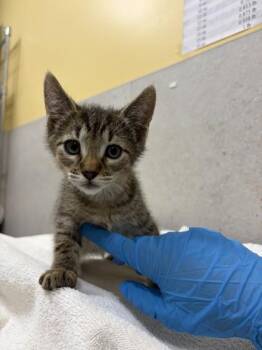 Lucky -  Domestic Short Hair Cat for Adoption in Honolulu, Hawaii - Lucky | PetCurious