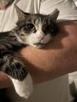 TABBY BOY 6 months old -  Domestic Medium Hair and Tabby Cat for Adoption in Glen Raven, North Carolina - TABBY BOY 6 Months Old | PetCurious