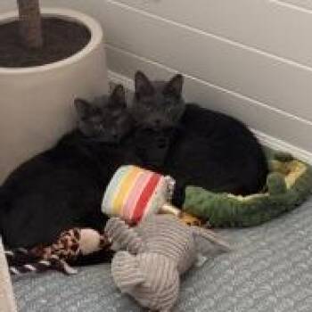 Finn -  Domestic Short Hair Cat for Adoption in Sarasota, Florida - Finn | PetCurious