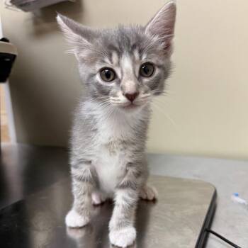 Indigo -  Domestic Short Hair Cat for Adoption in Birmingham, Alabama - Indigo | PetCurious