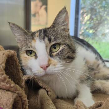 Cali Kat -  Domestic Short Hair Cat for Adoption in Plover, Wisconsin - Cali Kat | PetCurious