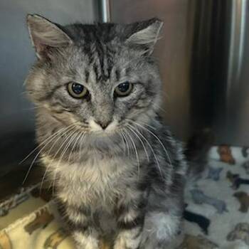 Rocket -  Domestic Medium Hair Cat for Adoption in Knoxville, Tennessee - Rocket | PetCurious