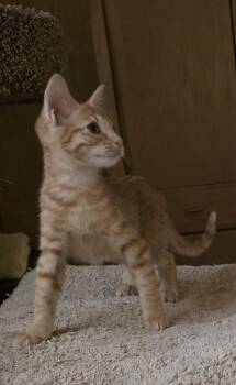 Jolene -  Domestic Short Hair and Tabby Cat for Adoption in Glendale, Arizona - Jolene | PetCurious